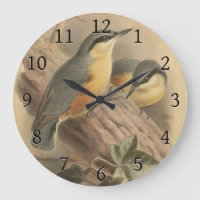 Vintage Illustration of Nuthatch