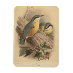 Vintage Illustration of Nuthatch Magnet