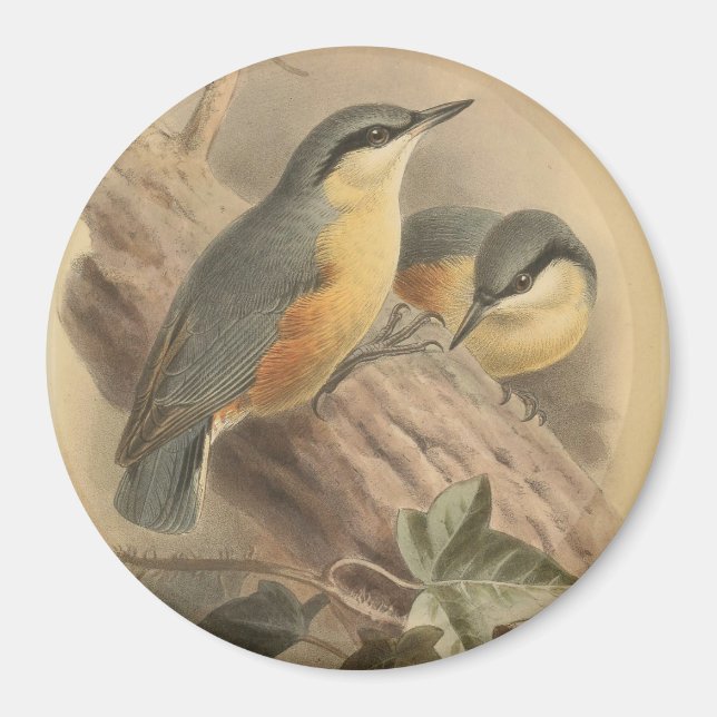 Vintage Illustration of Nuthatch Magnet (Front)