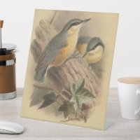 Vintage Illustration of Nuthatch