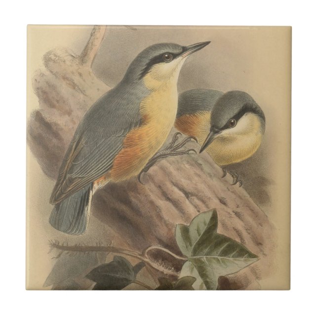 Vintage Illustration of Nuthatch  Tile (Front)