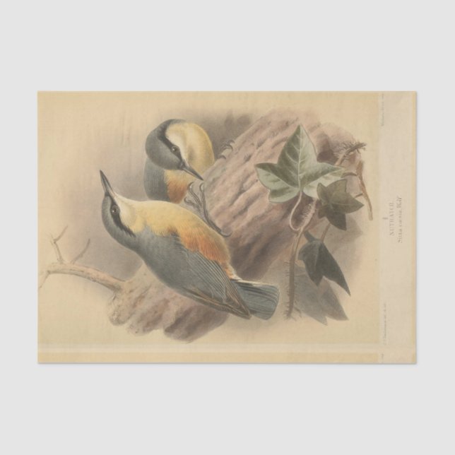 Vintage Illustration of Nuthatch Tissue Paper (Front)