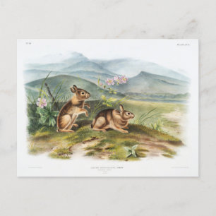 Vintage Illustration of Nuttall's Hare by Audubon Postcard