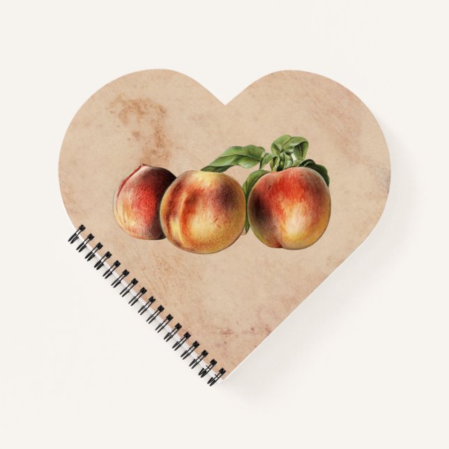 Vintage Illustration of Peaches Notebook (Front)
