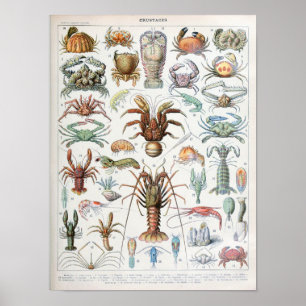 Vintage Illustration of shellfish Poster