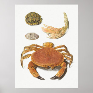 Vintage Illustration of shellfish Poster