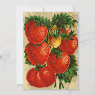 Vintage Illustration of the Jessie Strawberry