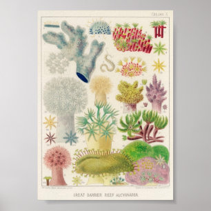 Vintage Illustration of the Marine Life Poster