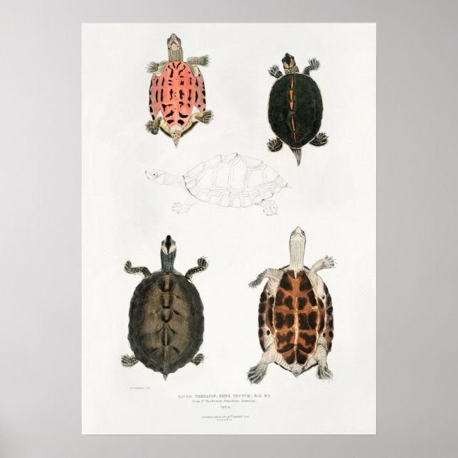 Vintage Illustration of the Tortoises/Turtles Poster (Front)