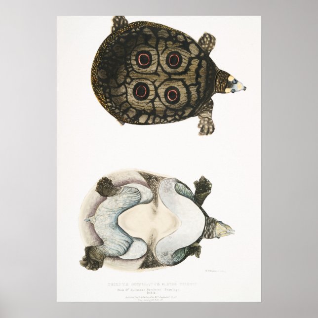 Vintage Illustration of the Tortoises/Turtles Poster (Front)
