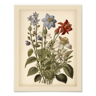 Vintage illustration of wildflowers  photo print