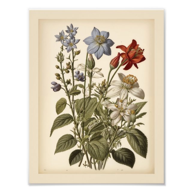 Vintage illustration of wildflowers  photo print (Front)