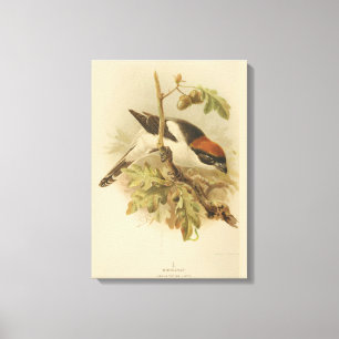 Vintage Illustration of Woodchat Shrike Canvas Print
