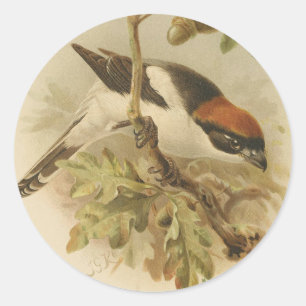 Vintage Illustration of Woodchat Shrike Classic Round Sticker