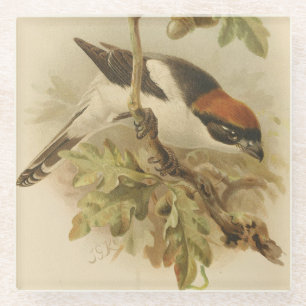 Vintage Illustration of Woodchat Shrike Glass Coaster