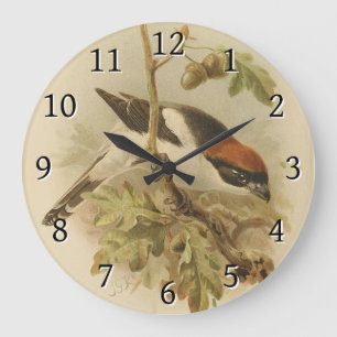 Vintage Illustration of Woodchat Shrike Large Clock