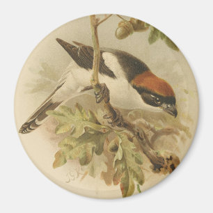 Vintage Illustration of Woodchat Shrike Magnet