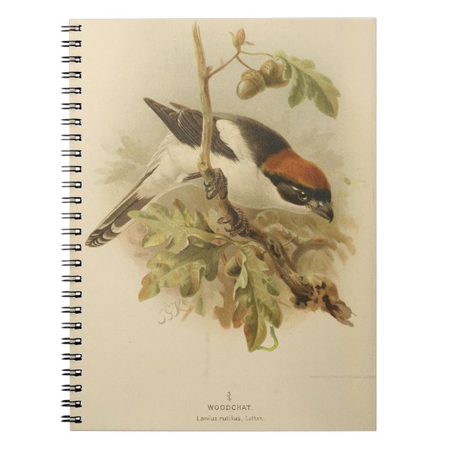 Vintage Illustration of Woodchat Shrike Notebook (Front)