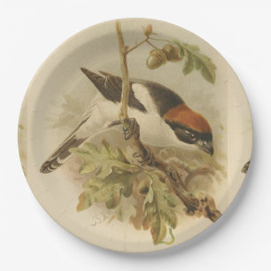 Vintage Illustration of Woodchat Shrike Paper Plate