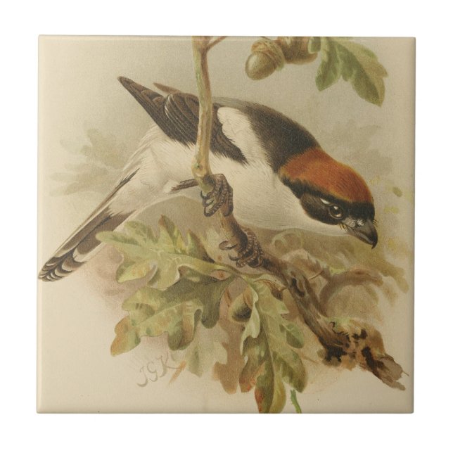 Vintage Illustration of Woodchat Shrike Tile (Front)