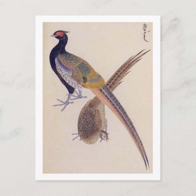 Vintage illustration: Pheasant Postcard (Front)