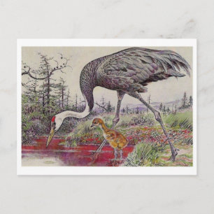 Vintage Illustration Postcard