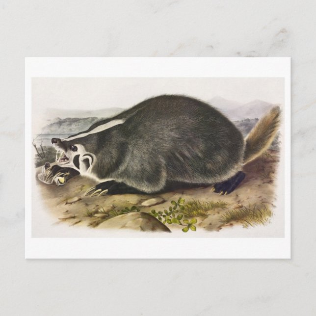 Vintage Illustration Postcard (Front)
