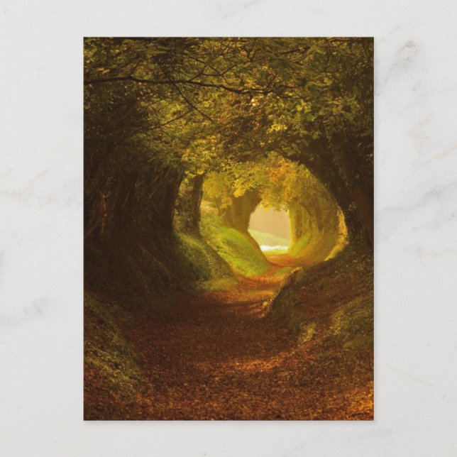 Vintage Illustration Postcard (Front)