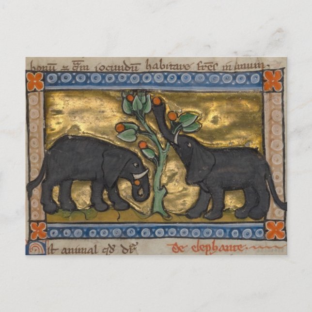 Vintage Illustration Postcard (Front)