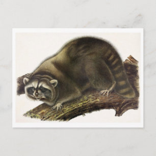 Vintage Illustration Postcard
