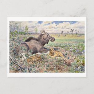 Vintage Illustration Postcard