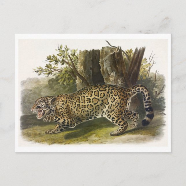 Vintage Illustration Postcard (Front)