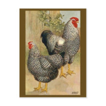 Vintage Illustration Postcard