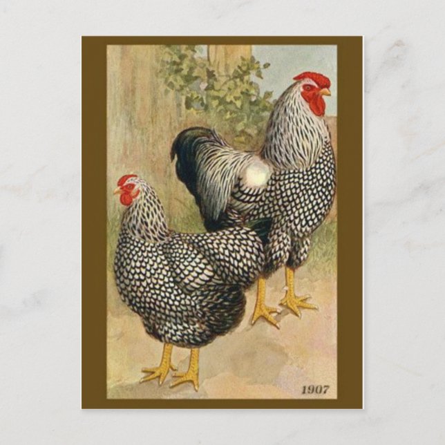 Vintage Illustration Postcard (Front)