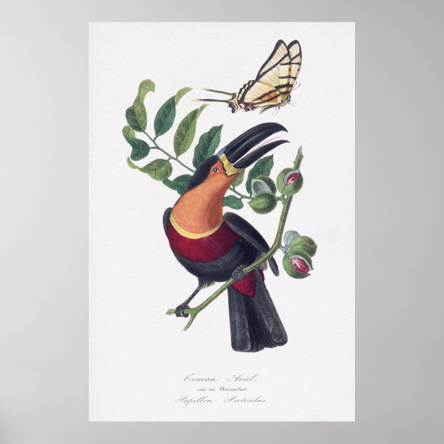 Vintage illustration toucan bird wall art (Front)