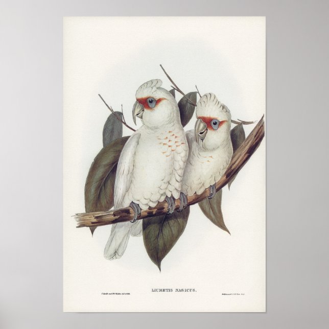 Vintage illustration white cockatoo birds wall art (Front)