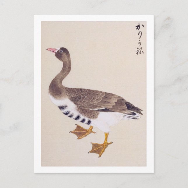 Vintage illustration: Wild goose Postcard (Front)