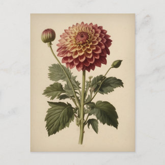 Vintage Ilustration of a Dahlia  Postcard