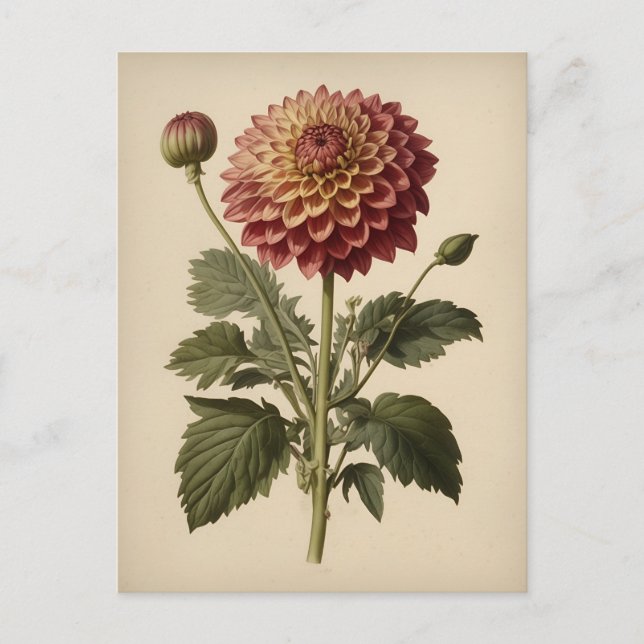 Vintage Ilustration of a Dahlia  Postcard (Front)