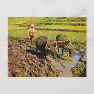 Vintage Indonesia, Ploughing rice fields Postcard