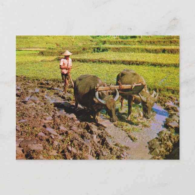 Vintage Indonesia, Ploughing rice fields Postcard (Front)