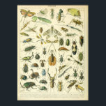 Vintage Insect and bugs scientific poster<br><div class="desc">Vintage Insect and bugs scientific entomology poster</div>