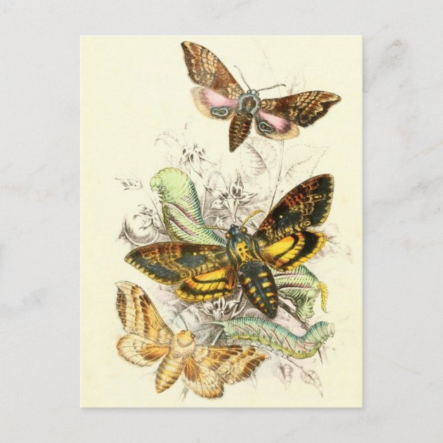 Vintage Insect Illustration Postcard (Front)