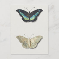 Vintage Insect Illustration