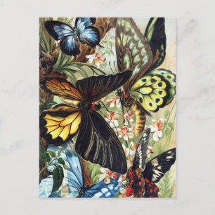 Vintage Insect Illustration Postcard