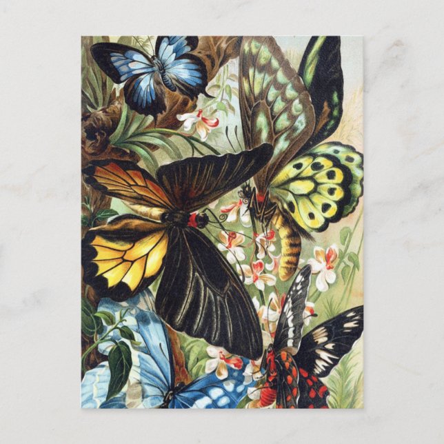 Vintage Insect Illustration Postcard (Front)