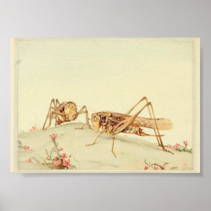 Vintage Insect Illustration Poster