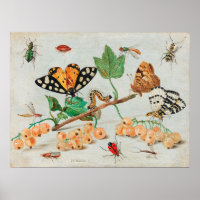 Vintage Insect Illustration