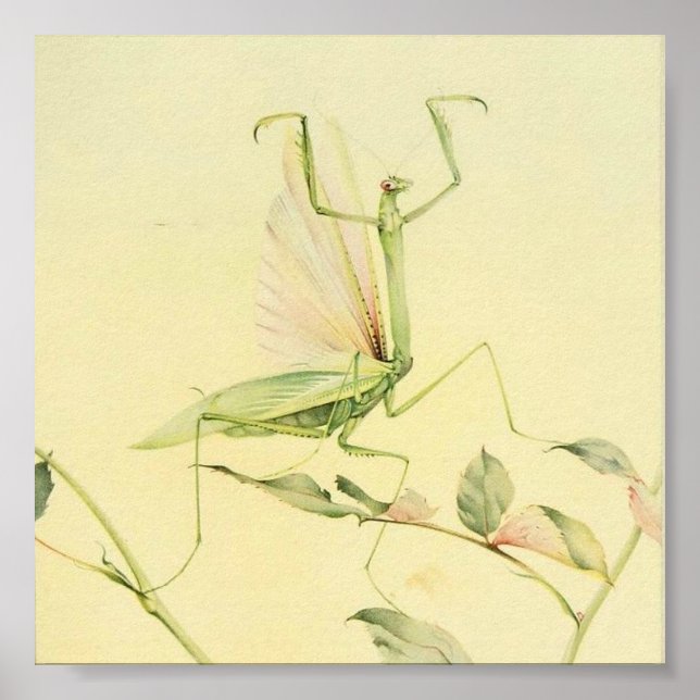 Vintage Insect Illustration Poster (Front)