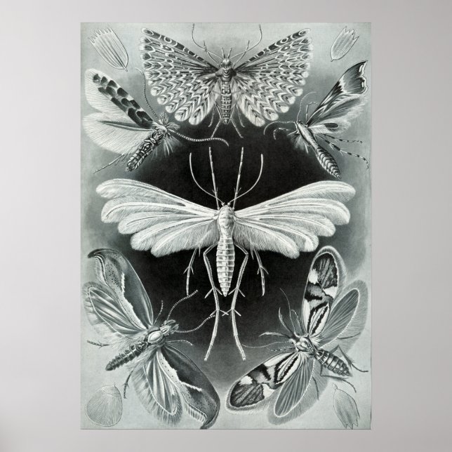 Vintage Insect Illustration Poster (Front)